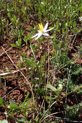 Pauridia serrata albiflora