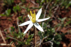 Pauridia serrata albiflora