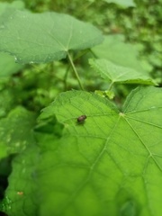 Coleoptera