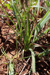 Pauridia serrata albiflora