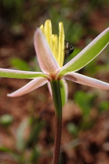 Pauridia serrata albiflora
