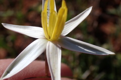 Pauridia serrata albiflora