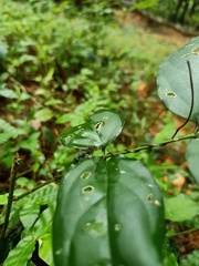Pterygota