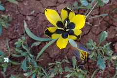 Hesperantha vaginata