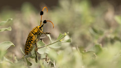 Aristobia approximator