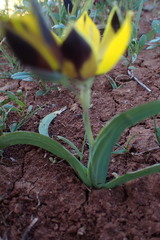 Hesperantha vaginata