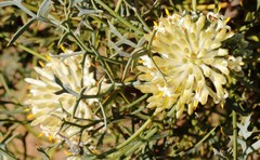 Petrophile glauca