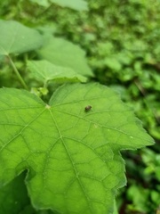 Coleoptera