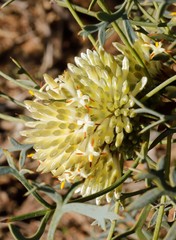 Petrophile glauca