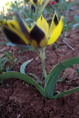 Hesperantha vaginata