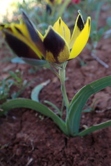 Hesperantha vaginata