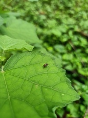 Coleoptera