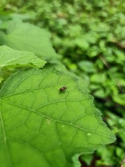 Coleoptera