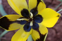 Hesperantha vaginata