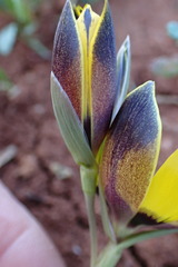 Hesperantha vaginata