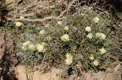 Petrophile glauca