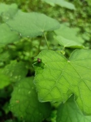 Coleoptera