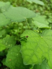 Coleoptera