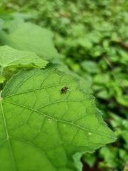 Coleoptera