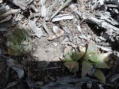 Haworthia retusa
