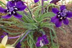 Lapeirousia oreogena