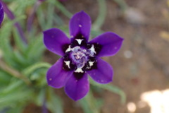 Lapeirousia oreogena