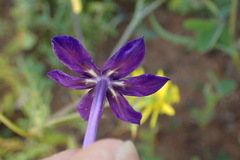 Lapeirousia oreogena