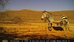 Equus zebra hartmannae