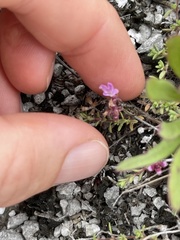 Thymus calcareus