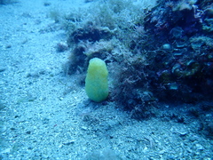 Pseudodistoma crucigaster