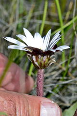 Arctotis verbascifolia