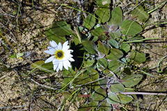 Arctotis verbascifolia