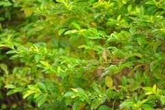 Duranta serratifolia