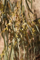 Eucalyptus camaldulensis arida