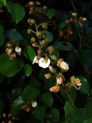 Schnella surinamensis