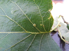 Crypturaphis grassii