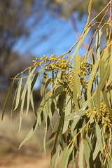 Eucalyptus camaldulensis arida