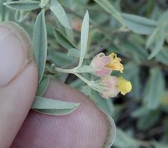 Hermannia lavandulifolia
