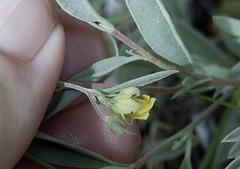 Hermannia lavandulifolia