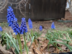 Muscari armeniacum