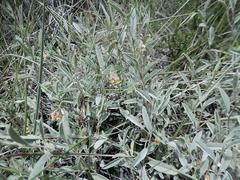 Hermannia lavandulifolia