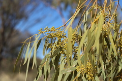 Eucalyptus camaldulensis arida
