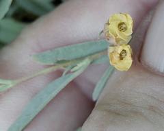 Hermannia lavandulifolia