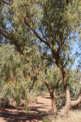 Eucalyptus camaldulensis arida