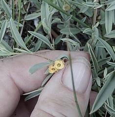 Hermannia lavandulifolia