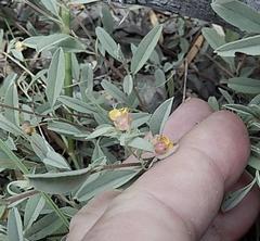 Hermannia lavandulifolia