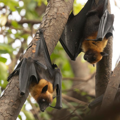 Pteropus