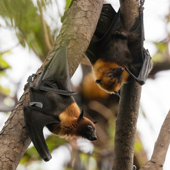 Pteropus