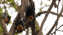 Pteropus