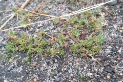 Tissa rubra (Tissa rubra)